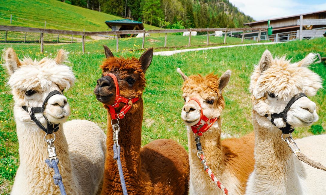 Alpakawanderung Der Lärchenhof Erpfendorf