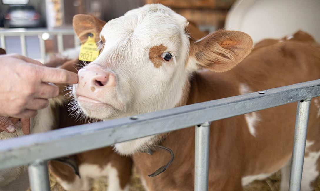 Kalb @Magdalena Laiminger