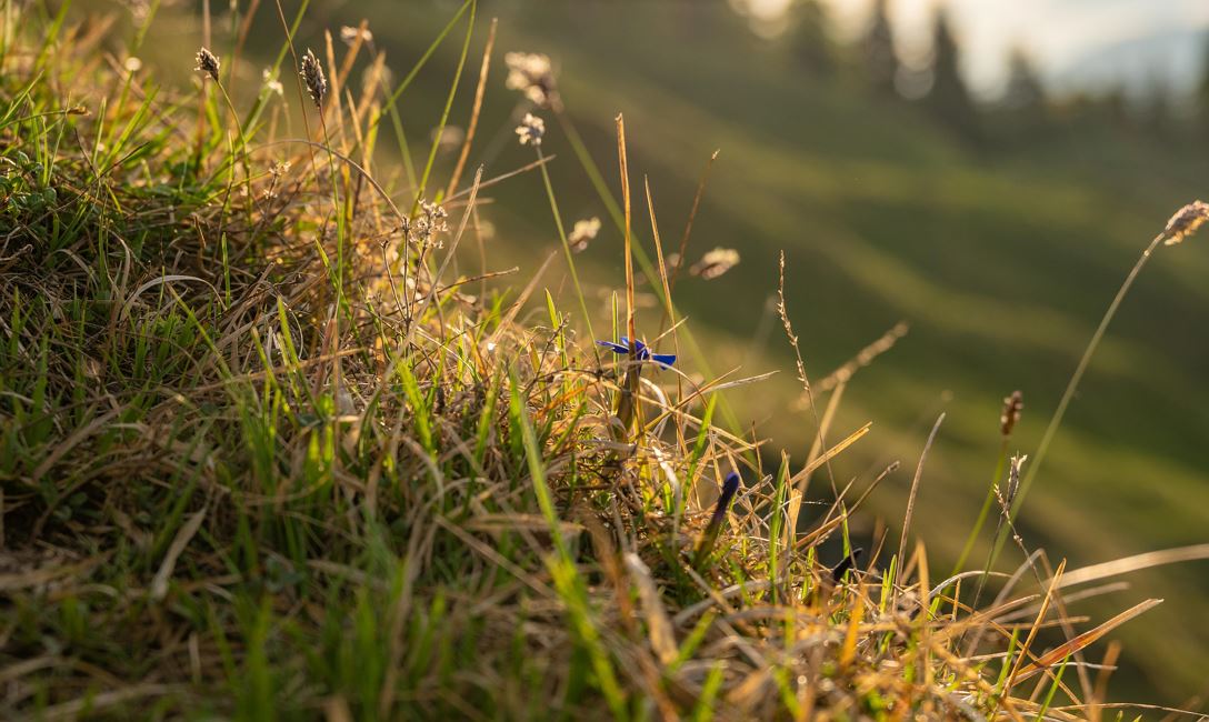 Gräser @Region Hohe Salve - Alexander Amer