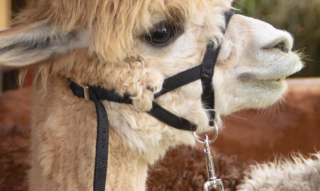 Alpakawanderung Itter (c)Magdalena Laiminger