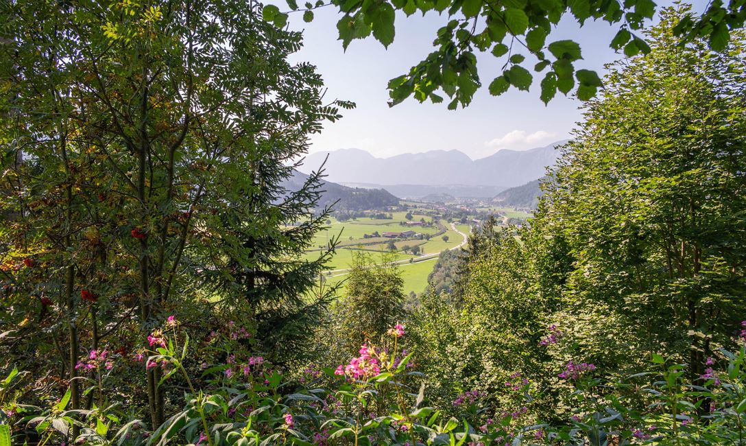 Immunbooster Wald (c)RHS-Larissa Weiskopf