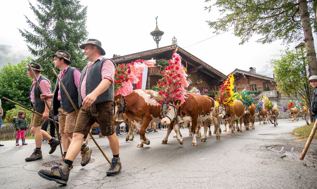 Almabtrieb 2 @Region Hohe Salve - Alexander Amer