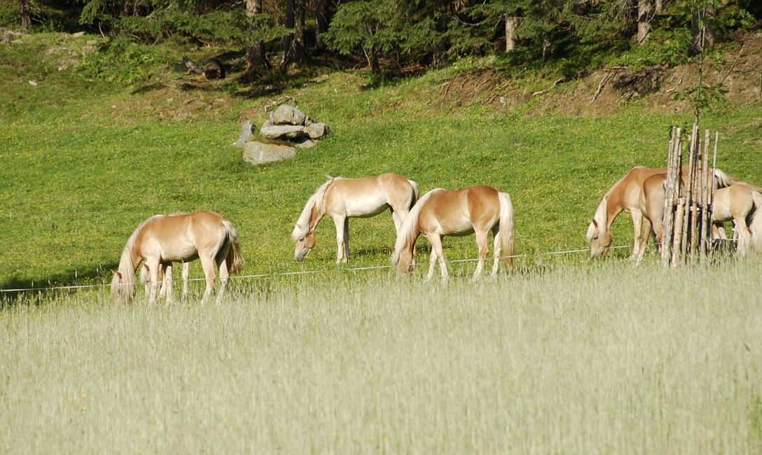 Gestüt Rauch @ Stefan Astner