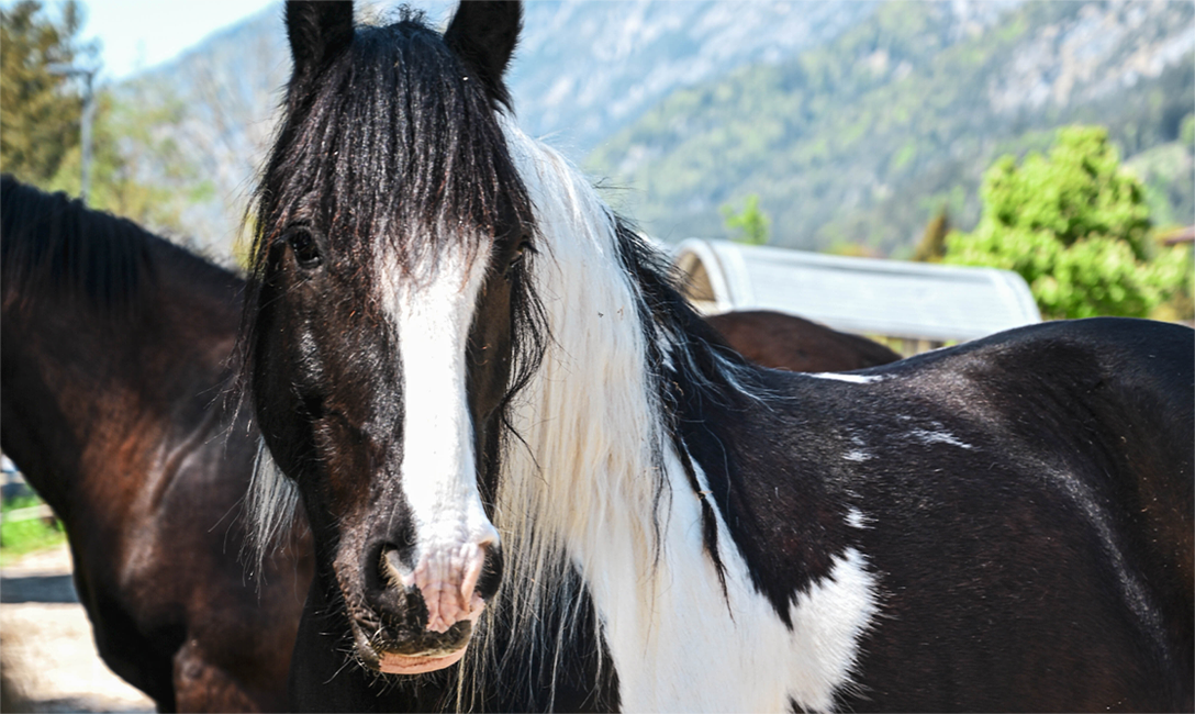 Pferde @ Magdalena Laiminger