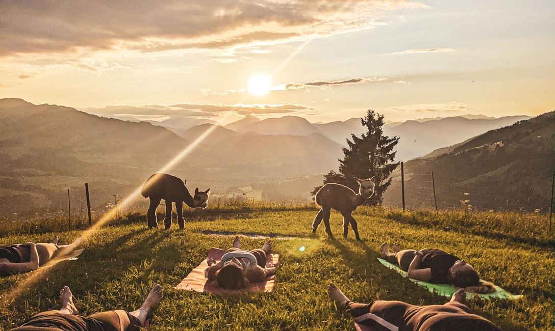 Alpaka Yoga Abends