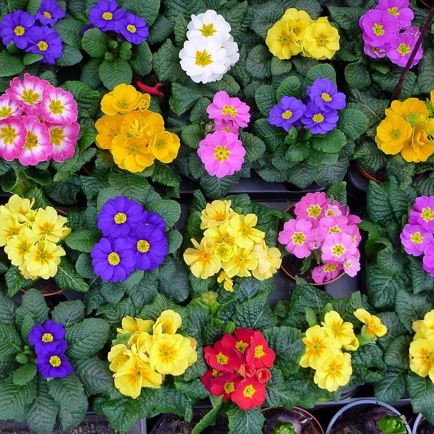 Angerberger Pflanzenmarkt