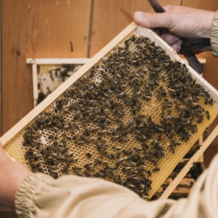 Guided tour through the nature trail about bees