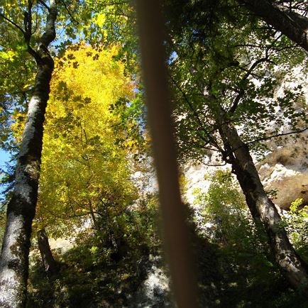 'Waldbaden' - Glücksmomente erleben mit Anneliese Höfer