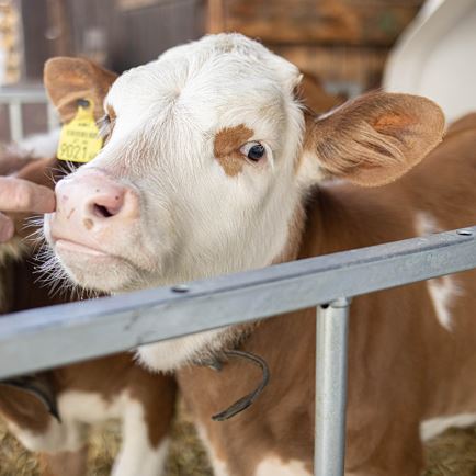 Bauernhoferlebnis für Groß und Klein