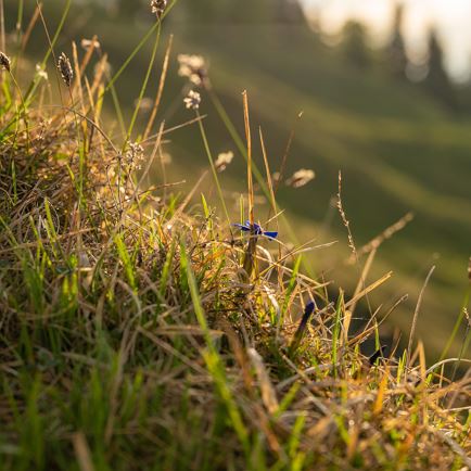 Wanderung zum Harmonikaklang