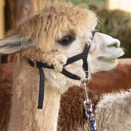 Alpakawanderung in Itter