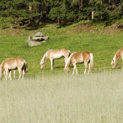 Pony-Erlebniswanderung im Krafttal Kelchsau