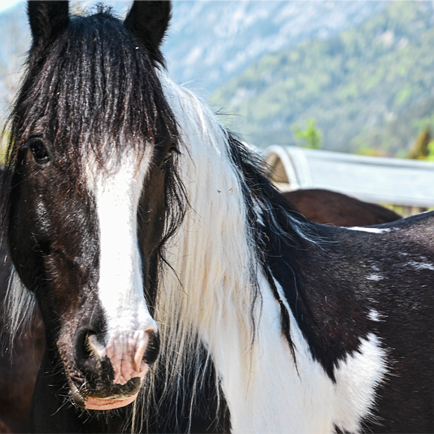 Reitpädagogik für Groß und Klein