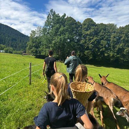 Treasure Hunt with goat NICO and his furry Friends