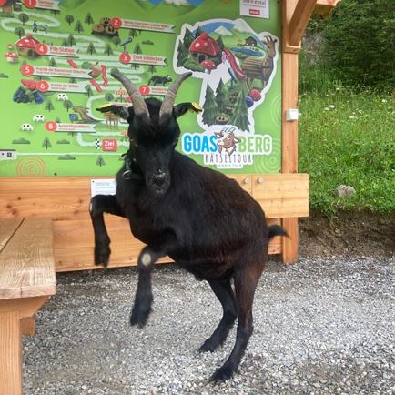 Goat trekking with puzzle tour