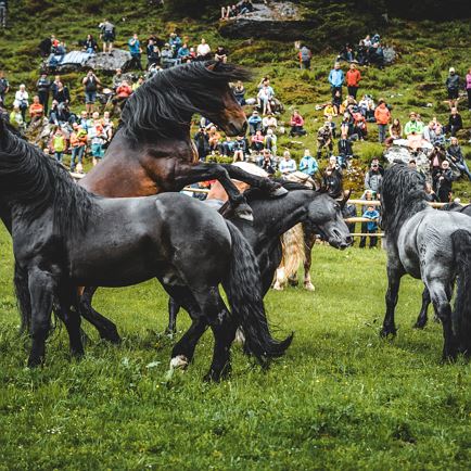Hengstauftrieb auf der Stallbachkaralm
