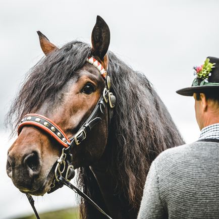 Met de paardenkoets naar het Achenstüberl