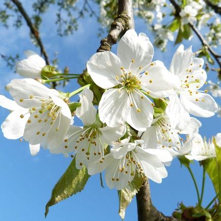 Maiblasen der Bundesmusikkapelle
