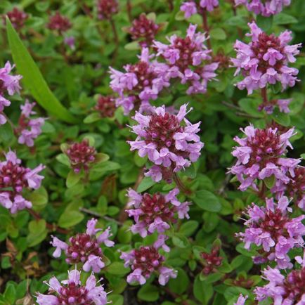 Sommer-Special: Wald- und Wiesenwanderung mit Genuss