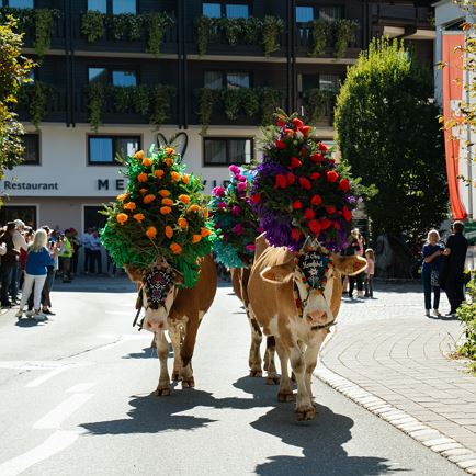 Alpine cattle drive weekend Westendorf