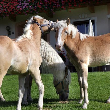 Breitenhof Pferde
