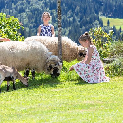 Unsere Schafe Wasti und Heidi