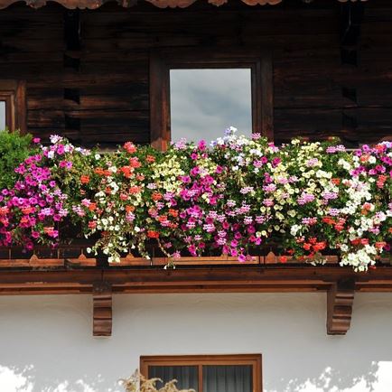 Hausansicht von Vorne Sommer