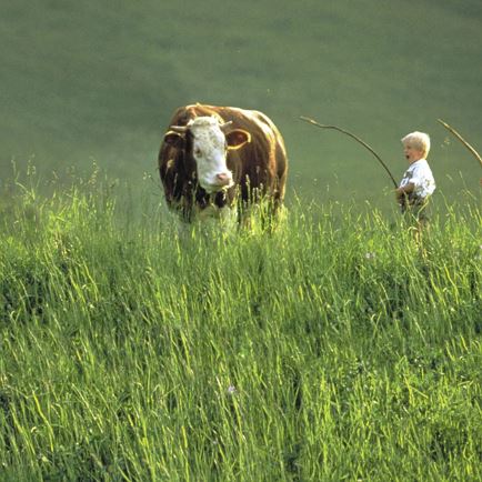Kinder mit Kuh (c) Archiv TVB Kitzbüheler Alpen