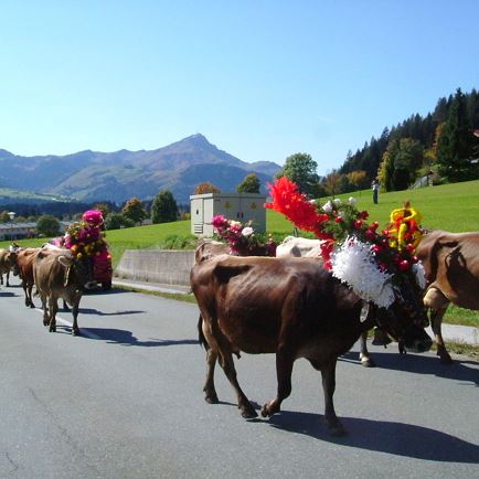 Almabtrieb  im September