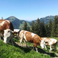 Hintergrund Hohe Salve