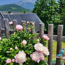 Pfingstrosen und Photovoltaikanlage