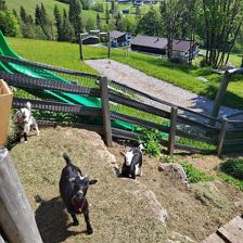 Zwergziegengehege und Flying Fox