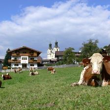 Landhaus-tirol-kühe-sommer