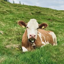 Arnika Kuh (c) Sabrina Schroll