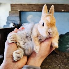 Babyhase Kleintierstall (c) Sabrina Schroll