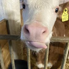 Babykälbchen (c) Sabrina Schroll