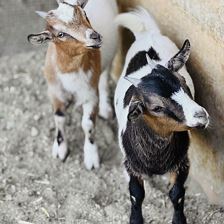 Lisl und Heidi (c) Sabrina Schroll