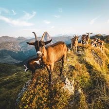 PreView_MatGartner_004