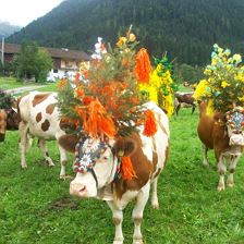 Almabtrieb im September