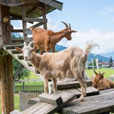 Feriengut Oberhabach_Tiere