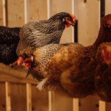 Oberhabach_Reiten_8302