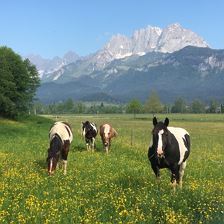 IMG_4219 (002)LH Pferde