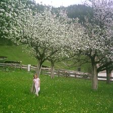 Frühling im Obstgarten