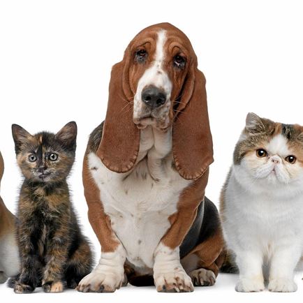 Veterinarian Dr. Harlander
