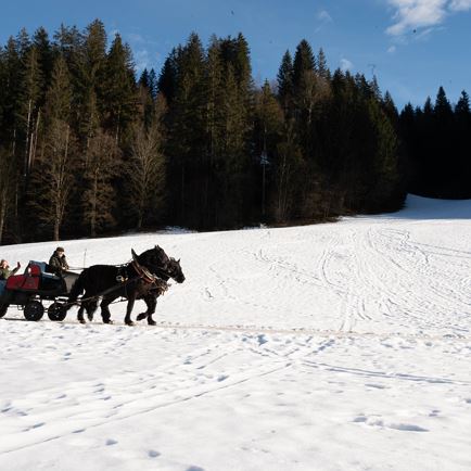 Horse sledging Kogler Andreas