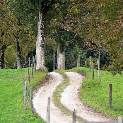 weg-mit-baueme-angerberg-sommer1.jpg